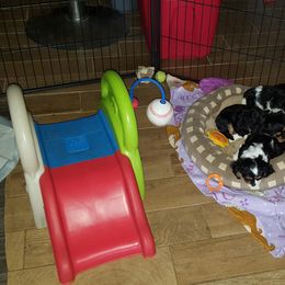 Cavalier King Charles Spaniel Puppies from Phoenix Rose Cavalier King Charles