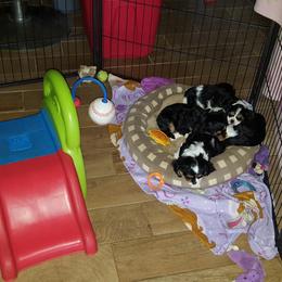 Cavalier King Charles Spaniel Puppies from Phoenix Rose Cavalier King Charles