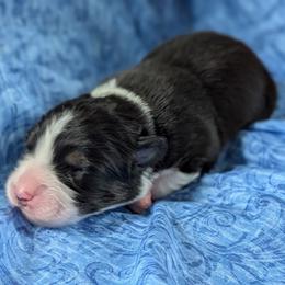 Chase - Black tri-color male Australian Shepherd puppy in Rhode Island from Ocean Cliff Aussies