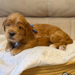 Blue Collar CHILI - Apricot male Goldendoodle puppy in Salem, Utah from Aspen Doodles Utah