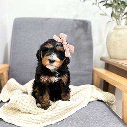 Vidia - Tri-color female Bernedoodle puppy in Payson, Utah from The Puppy Nest