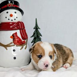 Pigpen aka Stanley - Red merle and white male American Corgi puppy in Clarksville, Tennessee from Cold Creek Family Farm LLC