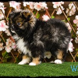 Waylon - Wolf sable male Pomeranian puppy in Cleveland, Georgia from Sourpatch Pomeranians