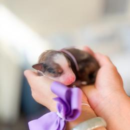 Sugarplum-Christmas Litter - Merle female Bernedoodle puppy in Ontario, California from Teddy Doodles & Standard Poodles
