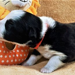 Boy 2 - Border Collie puppy in West Valley City, Utah from Field Stone Border Collies: FSBC