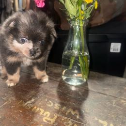 Pixie - Lavender female Pomeranian puppy in Costa Mesa, California from Wheresmil0