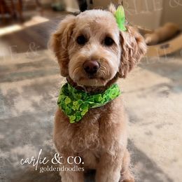 Coco - Goldendoodle