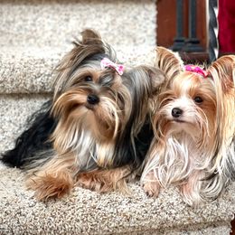 Maggie - Yorkshire Terrier