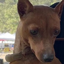 Gigi - Miniature Pinscher
