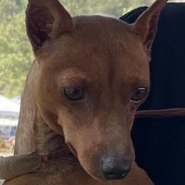 Gigi - Miniature Pinscher