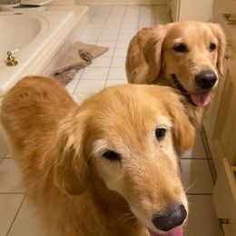 Golden Retrievers from Wyldtymes Goldens