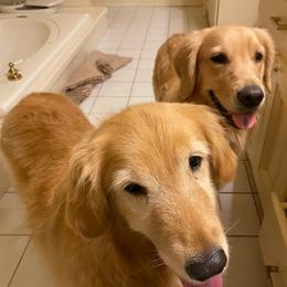 Golden Retrievers from Wyldtymes Goldens