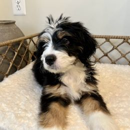 Boq - male Australian Mountain Doodle puppy in Culpeper, Virginia from Hazel River Doodles