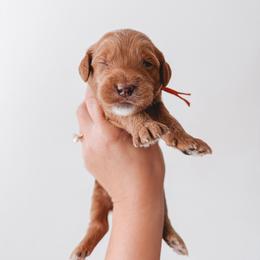 Sherman (Red Collar) - Red  male Goldendoodle puppy in Beaverton, Oregon from Henry Elliots