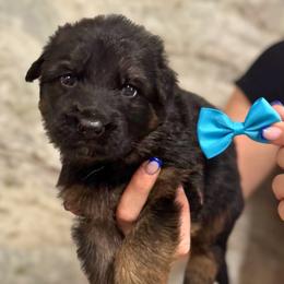 Ivan - Black and red male German Shepherd puppy in Canton, Texas from WILDWOOD GERMAN SHEPHERDS