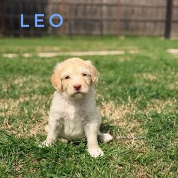 Leo - Cream male Goldendoodle puppy in Dallas County, Texas from Dream A Little Doodle