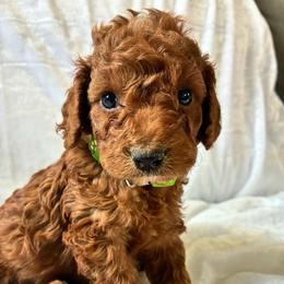 Rabbit - Red and white male Cockapoo puppy in Adrian, Oregon from ApplebyFarm