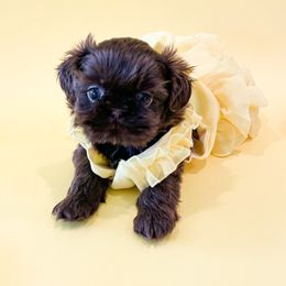 Shih Tzu Puppies from Arizona Sunrise Shih Tzus