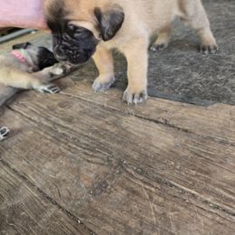 Blue - Apricot male Mastiff puppy in Uhrichsville, Ohio from Angela's Mastiffs