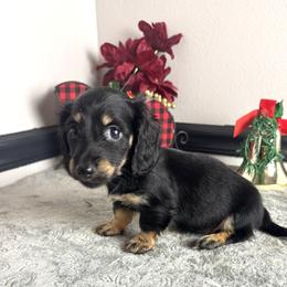 Trixie - Black and cream female Dachshund puppy in Gilbertsville, Kentucky from DeLaunes Dachshunds