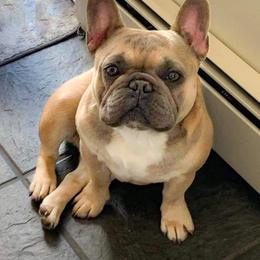 French Bulldog Puppies from Kismet French Bulldogs
