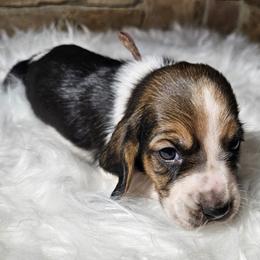 Girl 1 - female Basset Hound puppy in Richland Hills, Texas from The Basset Family