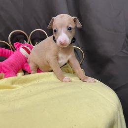 Tilly - Blue fawn female Italian Greyhound puppy in Lancaster, Missouri from White Stone Ranch