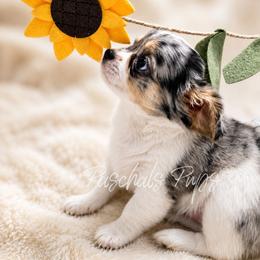 Buttercup - Merle female Chihuahua puppy in Bowdon, Georgia from Paschal's Pups