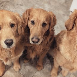 Golden Retrievers from Regal Retrievers