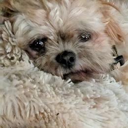 Penny - Shih Tzu