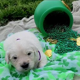 Mr. Purple - Light golden male Golden Retriever puppy in Campton, Kentucky from ElkRidge Goldens