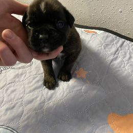 Boxer Puppies from Tracy's Boxers