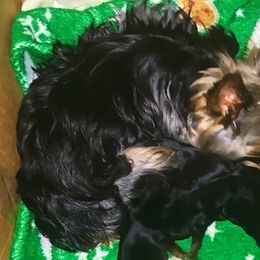 Yorkshire Terrier Puppies from Yorkies of Julington Creek
