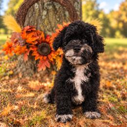 T a y c a n - female Cavapoochon puppy in Bullard, Texas from Cavapoochon Central LLC