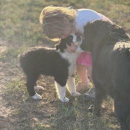Colt - Black & white Australian Shepherd puppy in Mineral Wells, Texas from A6 Australian Shepards