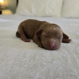 Zuma - Red female Cavapoo puppy in Floyd, Virginia from Hearts and Paws Poodles and Doodles