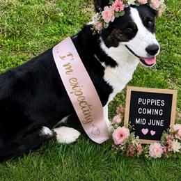 Cardigan Welsh Corgi puppies from DnD Corgis