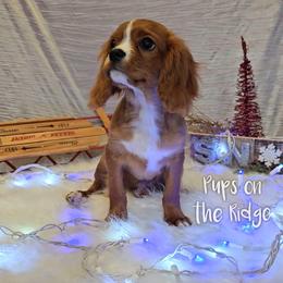 Cavalier King Charles Spaniel and Companion Cross Puppies from Pups on the Ridge