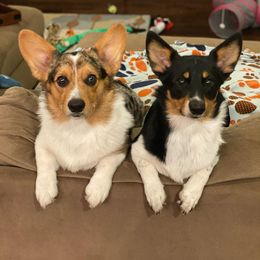 American Corgi and Pembroke Welsh Corgi Puppies from Shells Sunshine Corgis