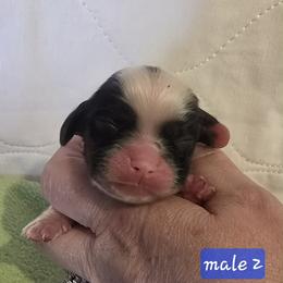 Boy 2 - Black white and tan male Cocker Spaniel puppy in Greensboro, North Carolina from Cochran Spaniels