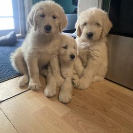 Goldendoodle Puppies from Snowypaw Golden Retrievers