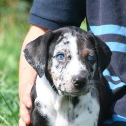 Babe - Blue merle female Catahoula Leopard Dog puppy in Potsdam, New York from Spot On Catahoula Leopard Dogs
