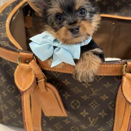Handsome - Black and tan male Yorkshire Terrier puppy in North Chelmsford, Massachusetts from Coastal Yorkshire Terrier Yorkies & Biewer Terriers