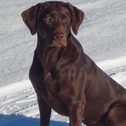 Labrador Retriever adult dog