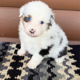 Aurora - Blue merle female Australian Shepherd puppy in Harrison, Arkansas from Von Struve Australian Shepherds
