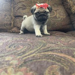 Pug Puppies from The Pugarazzi
