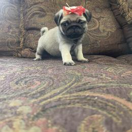 Pug Puppies from The Pugarazzi