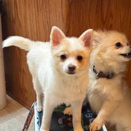 Glamour - White female Pomsky puppy in Cadillac, Michigan from JHS Pomskies