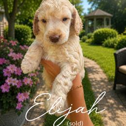 Elijah - Cream male Poodle puppy in Washington, Pennsylvania from Patriotic Poodles
