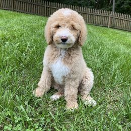 Goldendoodle Puppies from Mount Airy Mountain Doodles